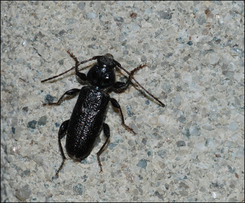 coleottero nero come il carbon: Hylotrupes bajulus